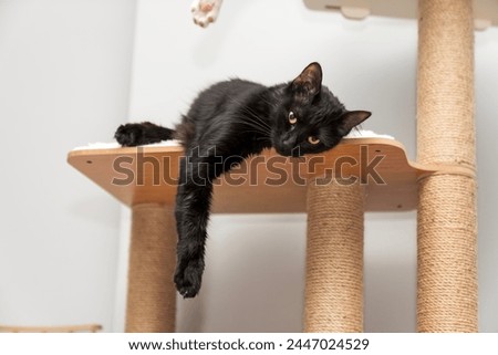 cat laying, sleeping, relaxing on a soft cat's shelf of a cat's house, cat tower, cat tree on top indoors. a grey and white cat laying on top of a scratching post. pet ownership, pet friend
 Royalty-Free Stock Photo #2447024529