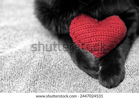 Red knitted heart in the paws of a cat. a gray and black fluffy cat for Valentine's Day or postcard. Textured background with a cat. copy space. valentine's day, lovers day, love concept Royalty-Free Stock Photo #2447024531