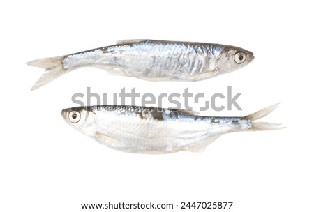 Roach fish isolated white background. Close-up.