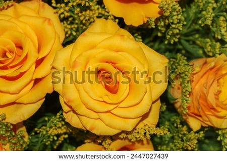 Yellow rose, Rose background, Summer flowers.