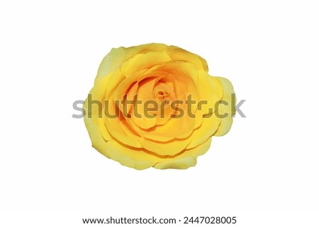 Yellow rose image, Yellow rose background, Summer flowers, Yellow rose on white background.