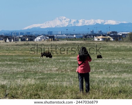 A tourist taking pictures of bison in Rocky Mountain Arsenal National Wildlife Refuge with view of the view of Pikes Peak in the background