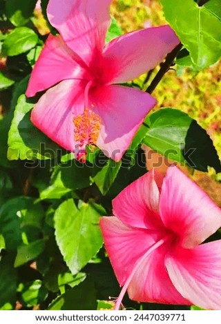 A beautiful picture of pink colour hibiscus flower, hibiscus flower plant 