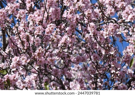 Almond blossoms on almond tree at the Costa Blanca, province of Alicante, Spain, 