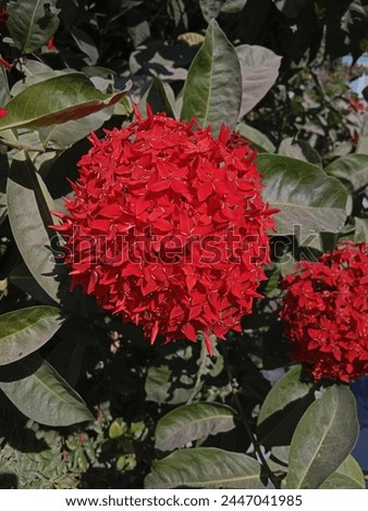 It's a red colour Ixora flower.Use for design your ppt work with beautiful flower picture.