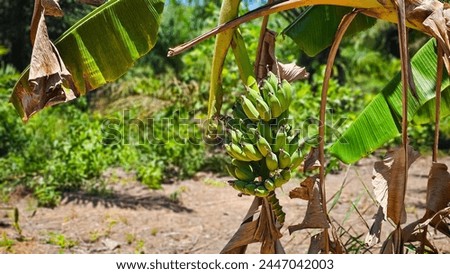 A Bunch of bananas on banana tree. Big bunch of bananas on the tree in the garden background. Bunch of bananas growing on a banana tree Stock Photo. Unripe bananas on the tree	