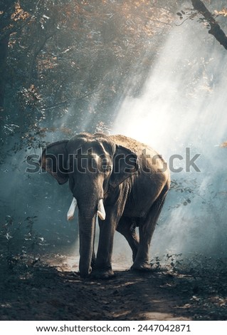 Elephant in the jungle, Beautiful  elephant picture, Elegant Elephant