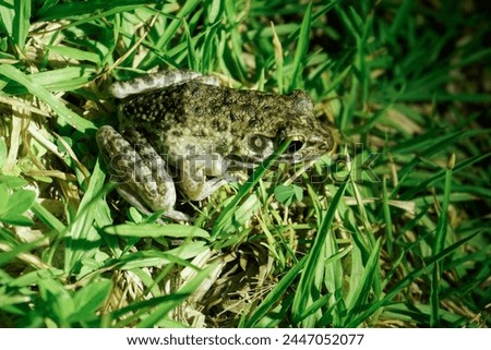 A hiding frog in the grass