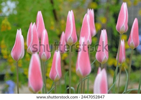 Pink and white dainty Tulipa clusiana ‘Lady Jane’ in flower Royalty-Free Stock Photo #2447052847