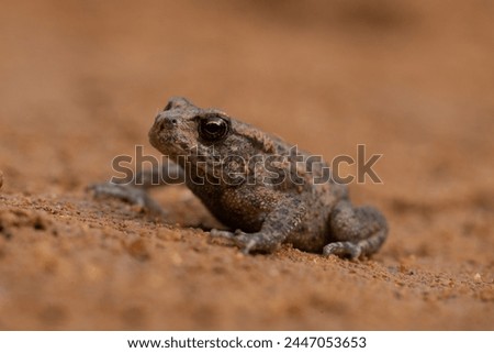 Common toad
The common toad, European toad, or in Anglophone parts of Europe, simply the toad, is a frog found throughout most of Europe, in the western part of North Asia