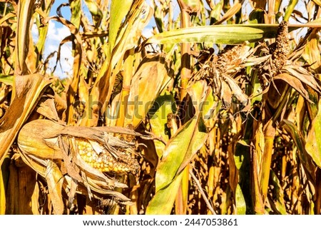 Photo Picture of Dry Vegetable Corn Plant Background