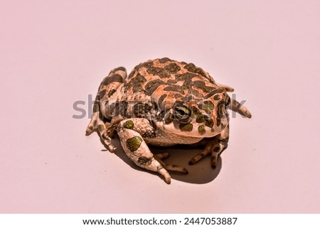 Photo Picture of a Bufo Common European Toad