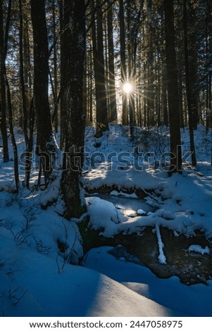 winter, winter wonderland, landscape, nature, forest, trees, river drone