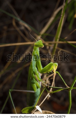 Big green young European mantis or mantis religiosa sitting on branch. Insects and flora. Soft focused macro shot Royalty-Free Stock Photo #2447060879