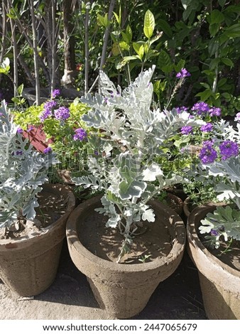 Colorful flowers blooming in pots, with green plants in the background, highlighting the beauty of nature at an outdoor environment.