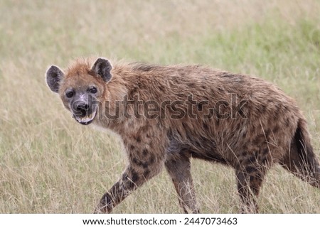 Hyena and Hyena Clans in the Savannah Maasai Mara 2024