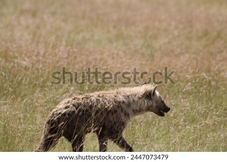 Hyena and Hyena Clans in the Savannah Maasai Mara 2024