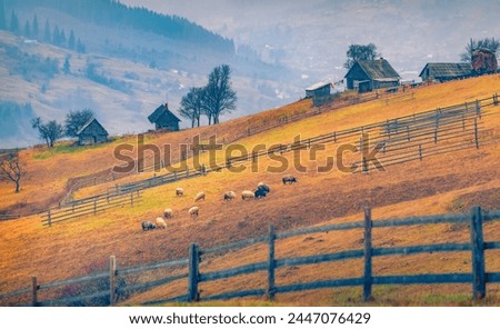 Long focus picture of Stebny village with old wooden houses and flock of sheep. Dramatic autumn scene of old milk farm. Beauty of countryside concept background.