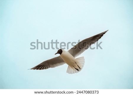 Black-headed Gull (Larus ridibundus) in flight on the sky background Royalty-Free Stock Photo #2447080373