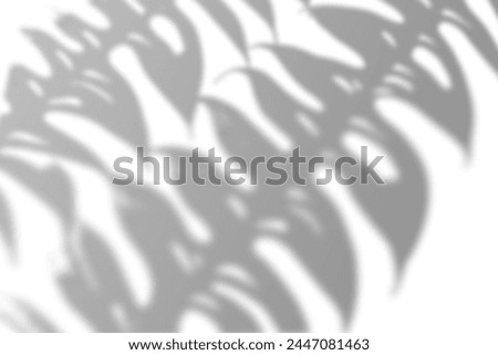 Realistic Tropical leaves shadow overlay effect isolated. Exotic plant leaves blur shadows on a white wall. White and Black for overlaying a photo or mockup.