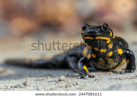 Fire salamander, salamandra salamandra.Patterned toxic animal with yellow spots and stripes in natural habitat.