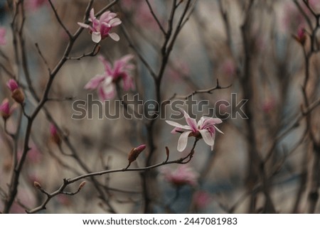 Blooming magnolia in spring. Twigs with flowers. Beautiful light pink magnolia flowers in soft light. Selective focus. Dnepr city, Ukraine. Personifications of spring beauty.