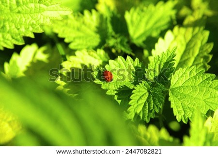 Beautiful nature, ladybug on green leaves, natural background for text, colored photo