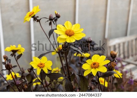 Dahlia anemone yellow flowers in garden