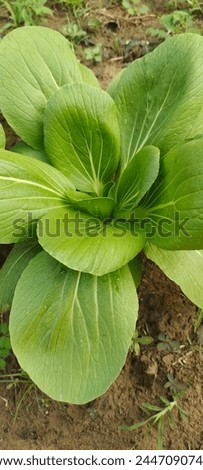 Green leaves are very cool to look at Royalty-Free Stock Photo #2447090749