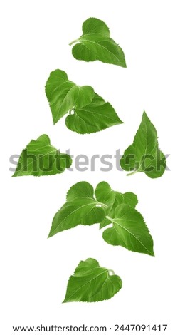 Falling Sunflower leaves, isolated on white background, full depth of field, clipping path