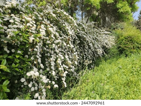 Bridal wreath (Spiraea 'Arguta') in the hedge of a garden in spring time Royalty-Free Stock Photo #2447092961