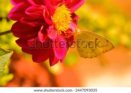 The yellow background is a prefect comou flage for this butterfly of the same color,feeding on a red Dahlia flower with yellow pollan. Royalty-Free Stock Photo #2447093035