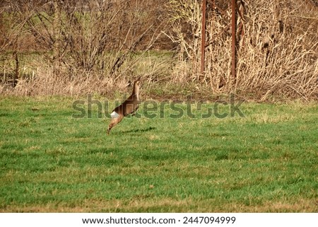 Deer on the run in a meadow. Jumping over the green grass. Animal photo from nature