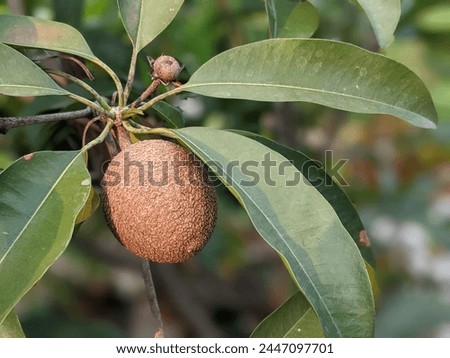 Sapodilla manila is a long-lived fruit tree. The tree and its fruit are known by several names such as sapodilla, sauh or manila anchor, or ciku.