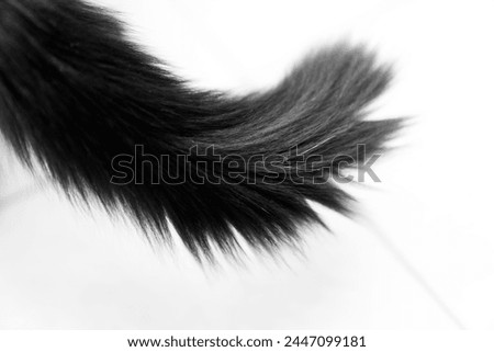 Black long hair cat tail isolated on white background. pet ownership, pet friendship concept. Pets friendly and care concept.
