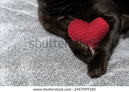 Red knitted heart in the paws of a cat. a gray and black fluffy cat for Valentine's Day or postcard. Textured background with a cat. copy space. valentine's day, lovers day, love concept Royalty-Free Stock Photo #2447099185