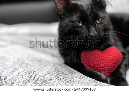 Red knitted heart in the paws of a cat. a gray and black fluffy cat for Valentine's Day or postcard. Textured background with a cat. copy space. valentine's day, lovers day, love concept Royalty-Free Stock Photo #2447099189