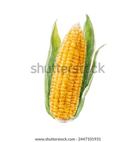 Watercolor hand drawn illustration of corn. Stock clip art.