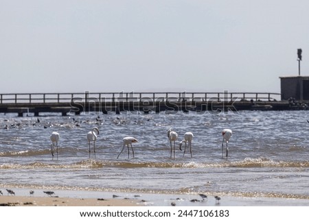 Picture of a group of flamingos on a sandy beach near Walvis Bay in Namibia during the day