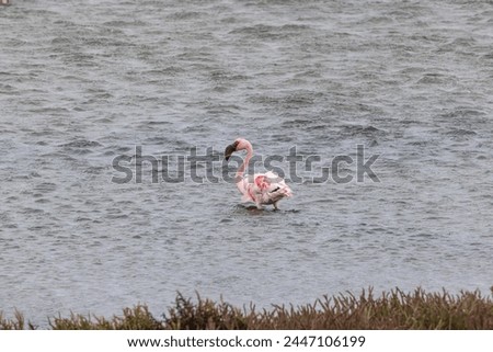 Picture of an flamingo standing in shallow water near Walvis Bay in Namibia during the day