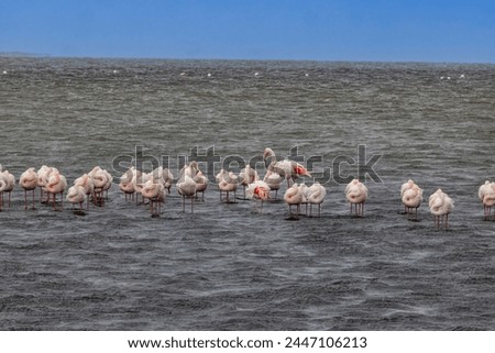 Picture of a group of flamingos standing in shallow water near Walvis Bay in Namibia during the day