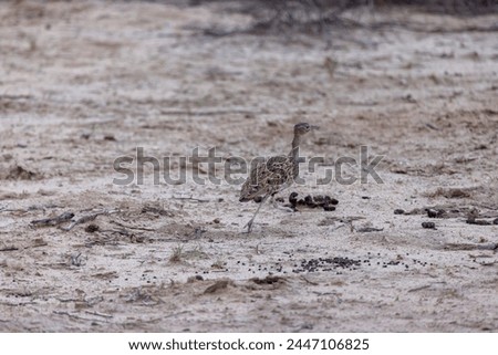 Picture of a meerkat carefully observing its surroundings in the Namibian Kalahari during the day