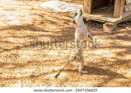 Picture of a meerkat carefully observing its surroundings in the Namibian Kalahari during the day
