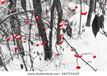 Branches with red berries, bush with berries, snowy forest in background, cold weather, red plants and black and white background