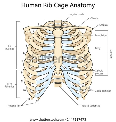human rib cage with labeled parts, suitable for anatomy studies and medical reference structure diagram hand drawn schematic vector illustration. Medical science educational illustration Royalty-Free Stock Photo #2447117473