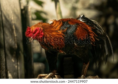The rooster is enjoying his meal, with the remaining food in his beak