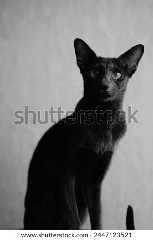 
Oriental breed cat close up black and white background