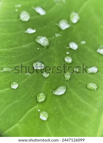 Close up of water on the top leaves, isolated with green taro leaves