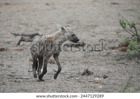 Spotted hyena running along arid ground