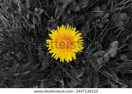 Blooming dandelion in grass, yellow flower and grey grass and leaves, spring motif